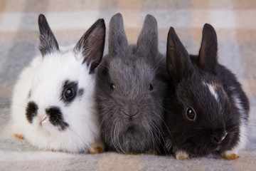 three bunny on the blanket