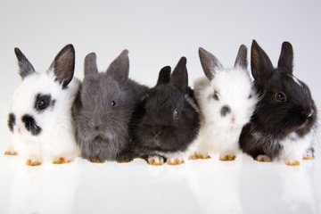 five rabbit on the grey background