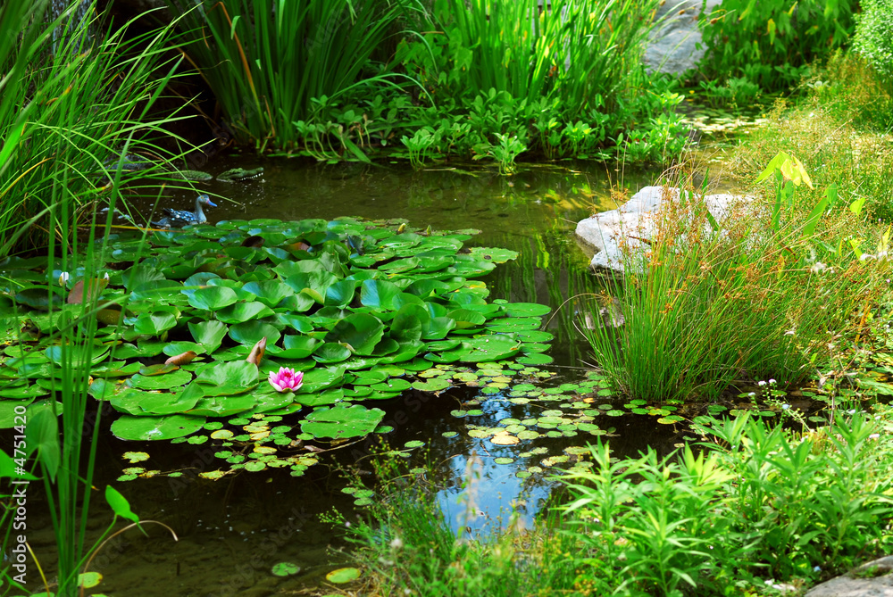 Wall mural Pond landscaping