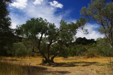 Olivenbaum 29