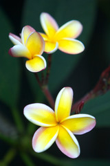 Frangipani