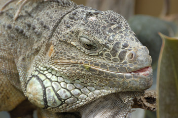 Grüner Leguan 2