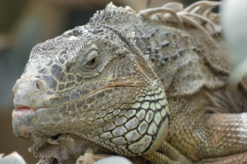 Grüner Leguan