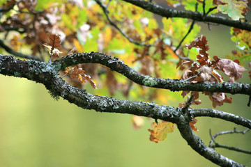 autumn