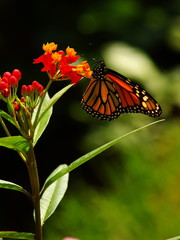 Papillon orange 01