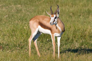 Springbok