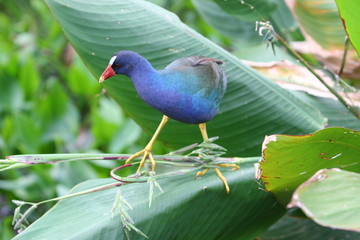 FLORIDA WILDLIFE BIRDS 