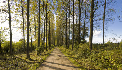 Fototapeta premium trees