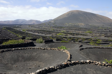 Typical vineyard in La Geria, Lanzarote, Canary Islands, Spain