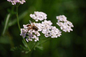 ape su fiore
