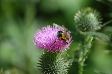 ape su cardo
