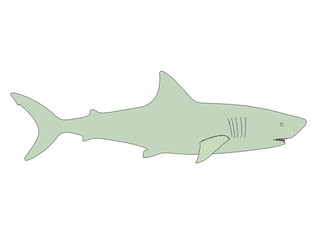 Shark