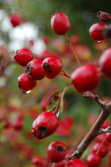 Rosehips