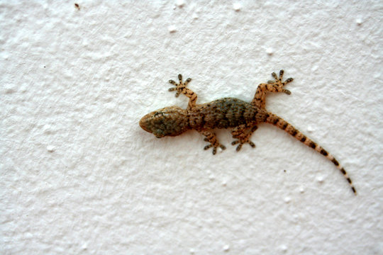 Mauergecko