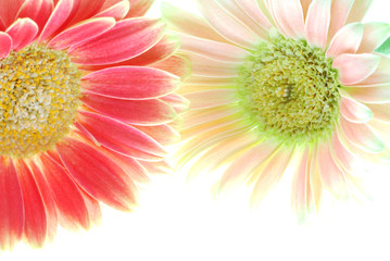red and pink gerber