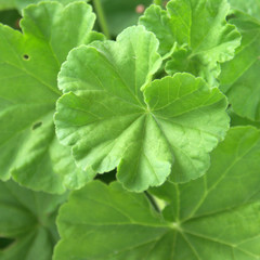 feuilles de géranium