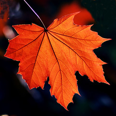 Autumn Leaf