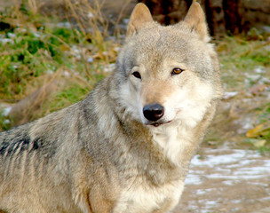 Fototapeta premium She-wolf, the portrait