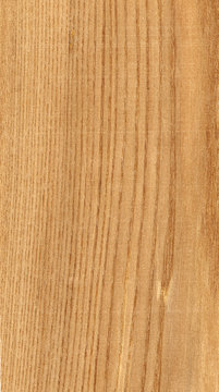 legno olmo