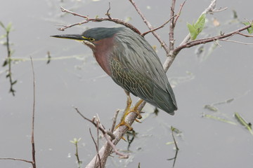 BLUE HERON FISHING