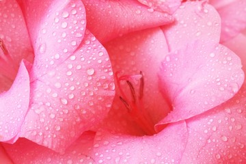 gladiolus close-up