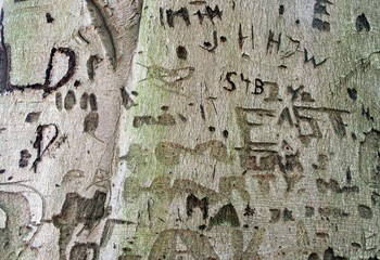 Bark of an old tree - oak-tree