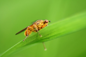 Close-up of fly - Scatophaga stercoraria