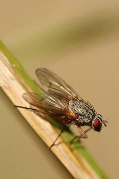 Close-up of fly - Phaonia angelicae