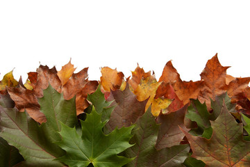 Colorful autumnal leaves