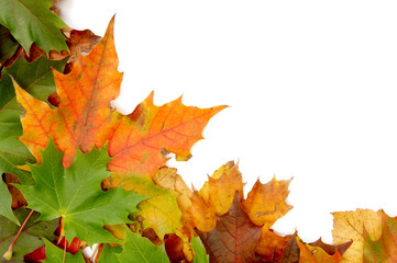 Naklejka na ściany i meble Colorful autumnal leaves