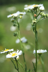 camomiles plant on plain