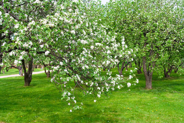Fototapeta na wymiar Apple Blossom