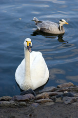 Fototapeta premium Arguing swan and duck