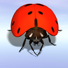 Ladybug #07