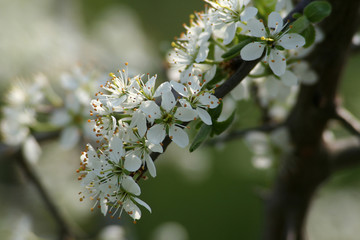 flowering Branch
