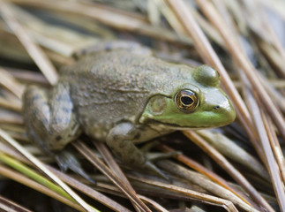 toad