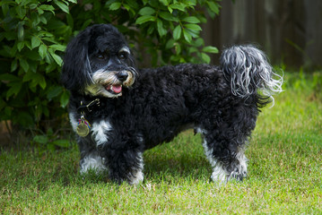 Havanese
