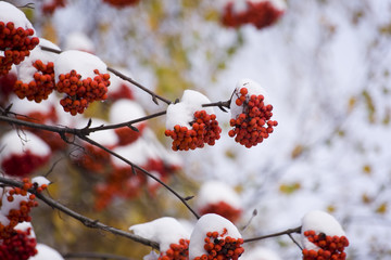 mountain ash in winter