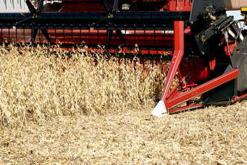 Soybean Harvest