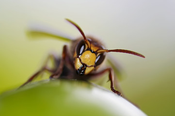 mandibles