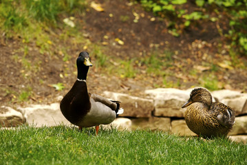 Duck Couple