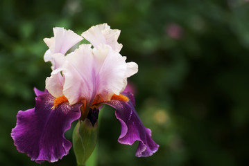 Iris