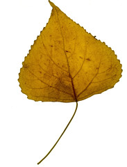 autumn leaf
