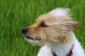 Windy Dog