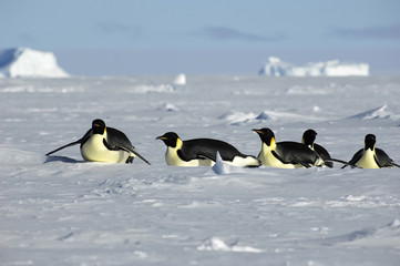Antarctic penguin procession