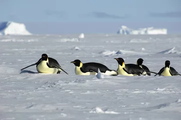 Rolgordijnen Antarctic penguin procession © staphy