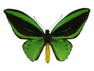 Green birdwing.