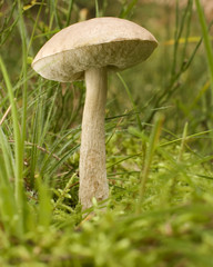 mushroom