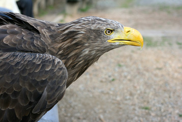 eagle 53