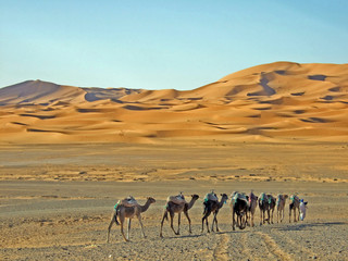 Kamele in der Sahara